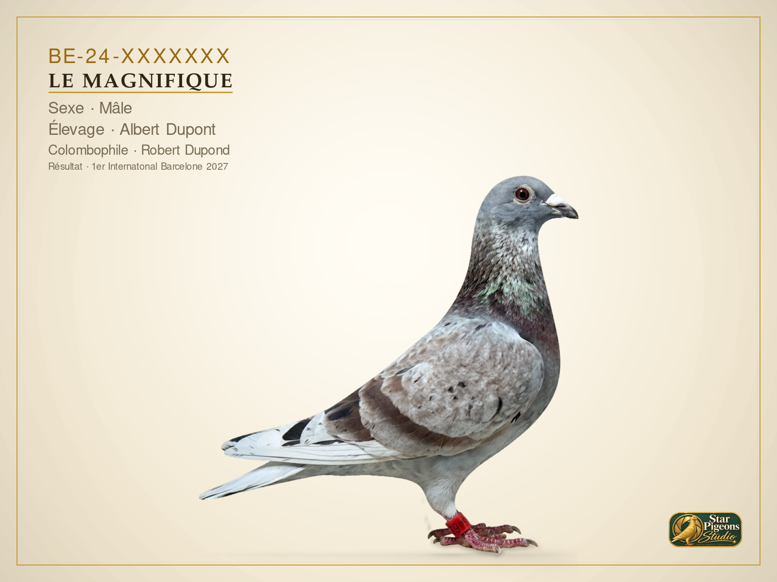 Résultat Star-Pigeons Studio