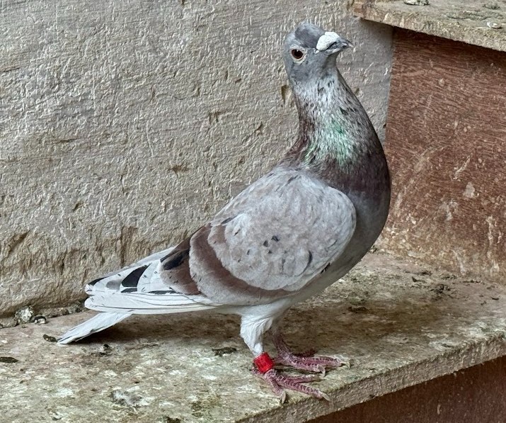 Photo d'origine du pigeon